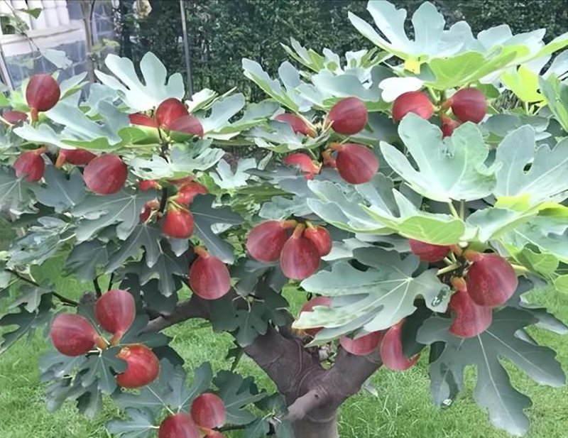 探寻新疆的美食宝藏：新疆特产大揭秘